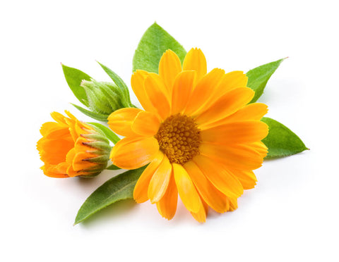 CALENDULA FLOWER